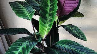 Calathea Warscewiczii ✨ Калатея Варшевича ✨ 😍 plants растения [upl. by Flemings880]