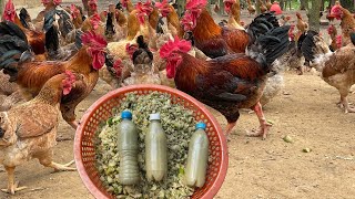 Get rich from the freerange chicken farming model How to raise chickens  poultryfarming  chicken [upl. by Allesiram]