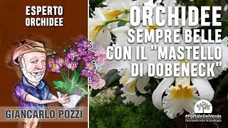 Come avere orchidee sempre belle con il quotmastello di Dobeneckquot [upl. by Htebzil601]