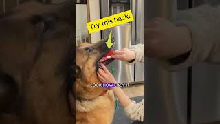 How to Brush Your Dogs Teeth EASY TIPS shorts doghacks dogteeth [upl. by Aicilehp]