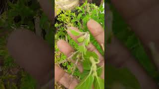 How to grow lush green bushy Tulasi plant terracegarden you tube shorts shortvideo [upl. by Ransom]