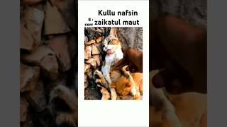 Kullu nafsin zaikatul maut quran Abdul Rahman Mossad quran youtubeshorts viralvideo [upl. by Erlene]