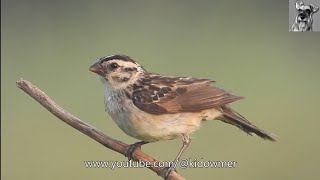 Closeup Female PINTAILED WHYDAH [upl. by Hsinam]