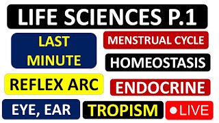 LIFE SCIENCES P1 GRADE 12 2024 ENDOCRINE MENSTRUAL CYCLE EYE EAR ENDOCRINE THUNDEREDUC [upl. by Neumark]