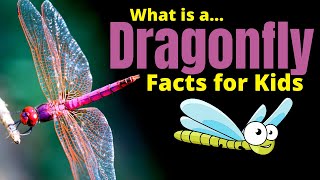 Dragonfly Facts for Kids  Learn About One of the Most Fascinating Insects [upl. by Cacilie412]