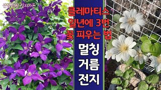 클레마티스 일년에 3번 꽃 피우기  3그룹 다크아이즈  큰꽃으아리 [upl. by Daniels]