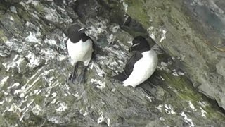 Razorbill Colony in Cornwall  Razorbills [upl. by Eanerb]