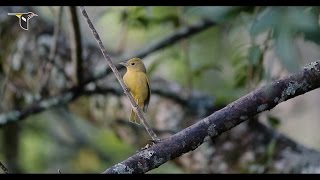 Bird Research and ShadeGrown Coffee [upl. by Zack]