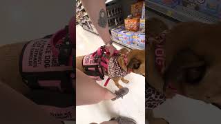 Walmart With My Service Dog [upl. by Tsyhtema375]