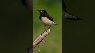 Variable wheatear call [upl. by Annahael]