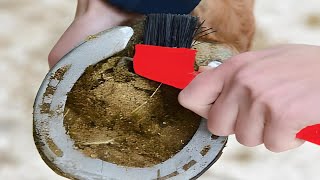 ABSOLUTE BEST Horse Hoof Cleaning Methods for a Perfect Trim [upl. by Sigismond400]