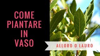 Piantine di alloro o lauro in vaso  Come invasare lalloro [upl. by Raddie]