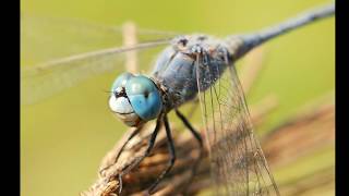 Prosumer 45cm Indo Macro Lens Lensbong [upl. by Anallese]