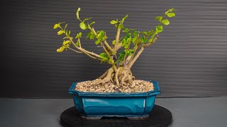 Making Bonsai from nursery stock  2 [upl. by Lilah108]