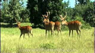 Bunch of Swamp deer or Barasingha grazing [upl. by Nitsid]