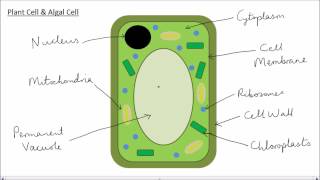 Animal amp Plant Cells  GCSE Science  Biology  Get To Know Science [upl. by Sunil]