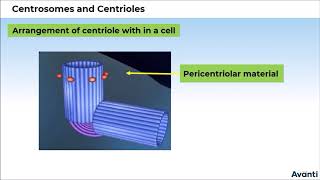 6 11B085 CV3 Centrosomes and Centrioles [upl. by Westhead]