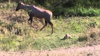 Mongoose makes a Topi Antelope jump [upl. by Notlok]