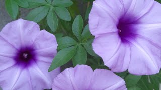 Ipomoea cairicaJapanese morning gloryytshortsshortsgardeningpotplantingFlowers [upl. by Keryt454]