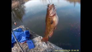 Bullhead Fishing at Evergreen Brickworks 20170415 [upl. by Kinson]