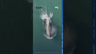 New Southern Resident orca calf seen in stunning NOAA drone video [upl. by Shevlo]