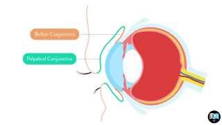 Eye Anatomy Chapter 2  The Conjunctiva 1 [upl. by Nnave413]