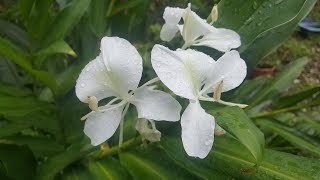 Cómo cuidar del Hedychium coronarium  Blanca Mariposa  Mariposa Griega  Ginger lily [upl. by Yrallih305]