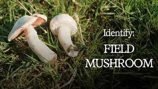 How to Identify the Field Mushroom Agaricus Campestris [upl. by Plafker]