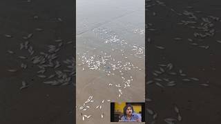 Many fish died on the beach ⛱️ 🥺 bahut sare machhiya Mari Hui beach pershorts viralvideo beach [upl. by Epuladaug]