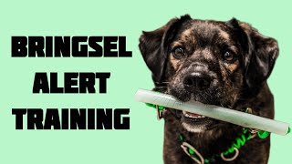 How to bringsel train your service dog [upl. by Vardon]