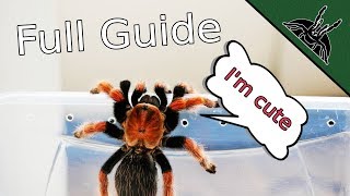 How to TARANTULA Complete beginner guide 101 [upl. by Melva]