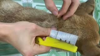 How to Remove Ticks from the Mother Dog and Puppies with a Comb  Removing Ticks with Water [upl. by Alamaj248]