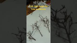 Using Live Oak twigs to make our trees [upl. by Akapol253]