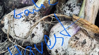 Growing garlic from start to havest [upl. by Tamis]