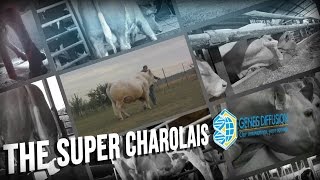 Super Charolais [upl. by Ltihcox]