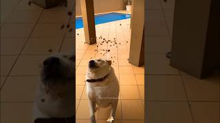 🐶🍔🧀funnyvideos funny dog shorts funnydogs [upl. by Joane]