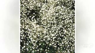 Gypsophila  garden plants [upl. by Eldon]