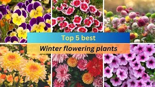 Top 5 best winter flowering plants  easy to care winter flowering plants at home [upl. by Picardi]