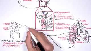 Control Of Respiration regulation of breathing [upl. by Assyl]