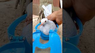 Kalapatai treatment kalapati birds pigeon kabutar cat [upl. by Barthold]