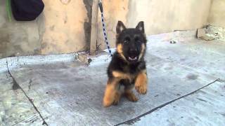 Dressager chiens berger allemand petit bebe de 2 mois [upl. by Mccourt477]