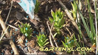 Schneckenkorn zur Schneckenbekämpfung im Garten anwenden [upl. by Arabella]