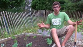 How to Grow Okra  Complete Growing Guide [upl. by Wina]