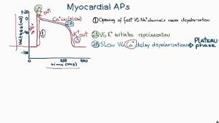 Action Potentials in Cardiac Myocytes or cardiac potential [upl. by Wearing952]