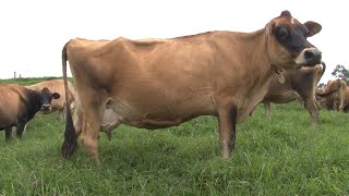 Jer Gyr Cruzamiento lechero para el trópico medio y bajo Ganadería la Marisa  Mundo del Campo [upl. by Steward]