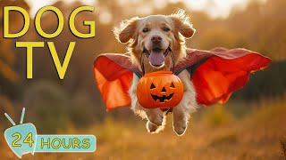 DOG TV Video Keep Your Dogs Entertained amp Relaxed This Halloween Top AntiAnxiety Music for Dogs [upl. by Felice]