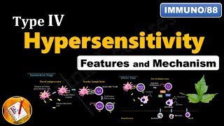 Type IV Hypersensitivity Reactions Features and Mechanism FLImmuno88 [upl. by Humbert]