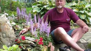 7 Hardy Perennials  Astilbe [upl. by Odlanyar]