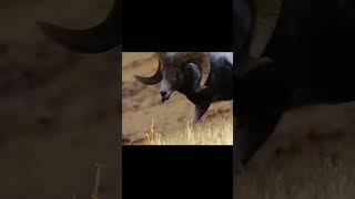 The mouflon is a nimble mountain acrobat shorts [upl. by Noraha]