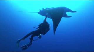 Discovering A Second Species of Giant Manta Ray [upl. by Palladin]